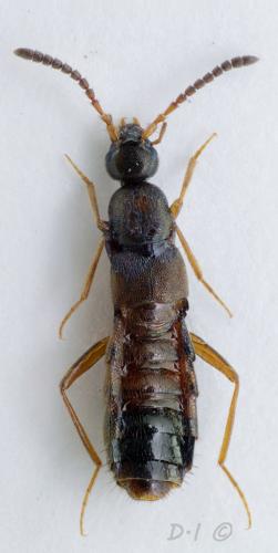 Drusilla canaliculata