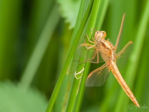 Réf. 85 069 : Crocothemis erythraea