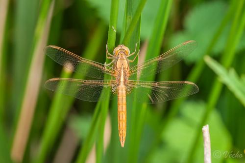 Réf. 85 068 : Crocothemis erythraea