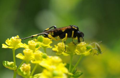 Réf. 85 621 : Macrophya montana