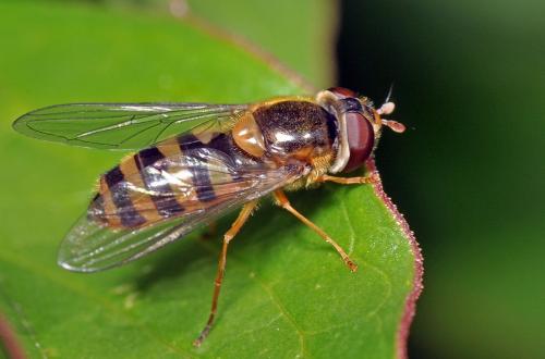 Epistrophe sp.