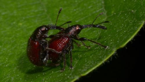 Tatianaerhynchites aequatus