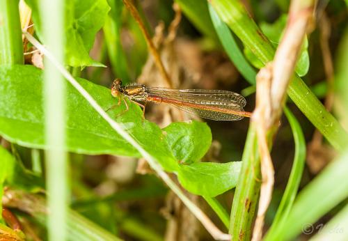 Ceriagrion tenellum