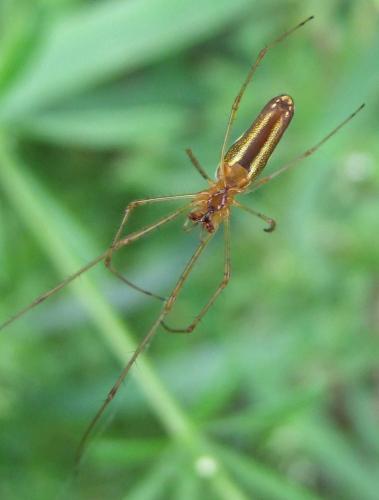 Réf. 85 680 : Tetragnatha montana