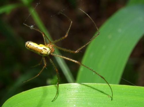 Réf. 85 681 : Tetragnatha montana