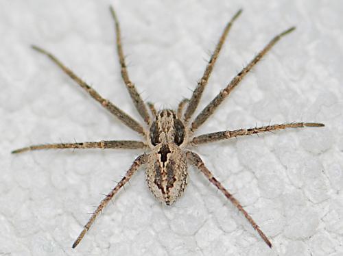Thanatus sp.