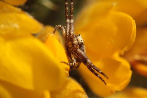 Xysticus sp.