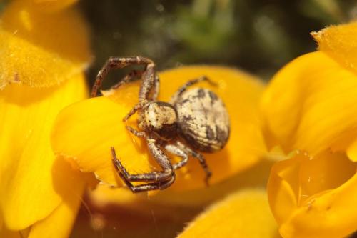 Xysticus sp.