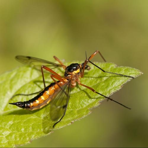 Ctenophora pectinicornis