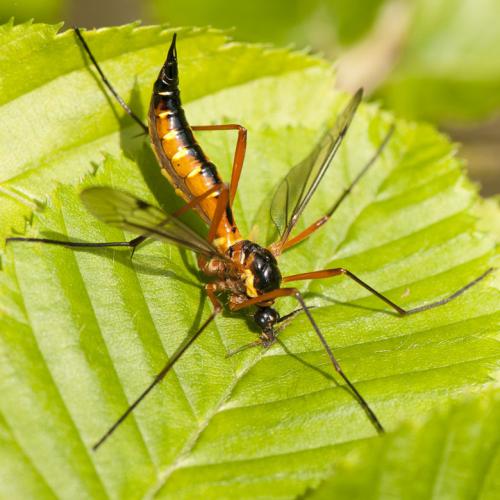 Ctenophora pectinicornis