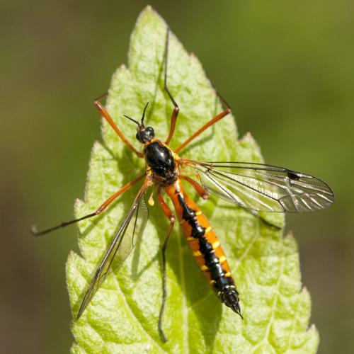 Ctenophora pectinicornis