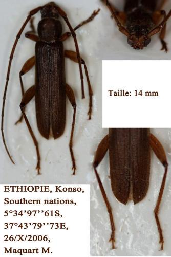 Hypoeschrus dallonii