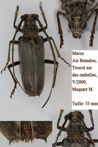 Neoplocaederus caroli