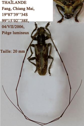 Réf. 85 495 : Acalolepta sp.