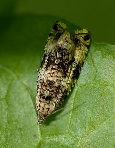 Réf. 85 523 : Celypha lacunana