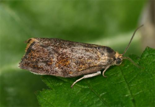 Réf. 85 859 : Ptycholoma lecheana