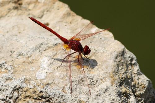 Réf. 85 615 : Trithemis arteriosa