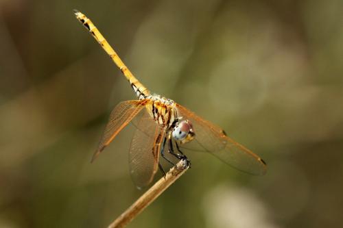 Réf. 85 613 : Trithemis arteriosa