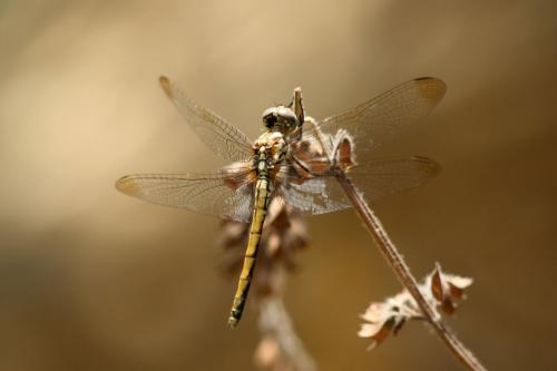 Réf. 85 616 : Trithemis arteriosa