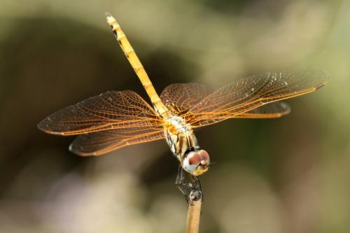 Réf. 85 614 : Trithemis arteriosa