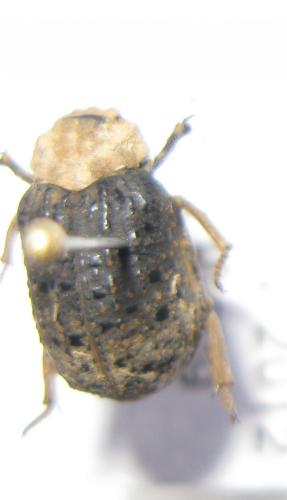 Omorgus sp.