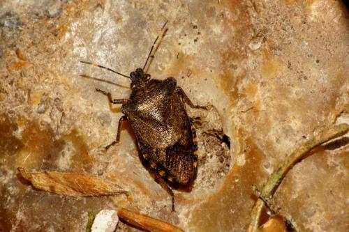 Troilus luridus