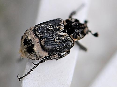 Réf. 85 060 : Valgus hemipterus