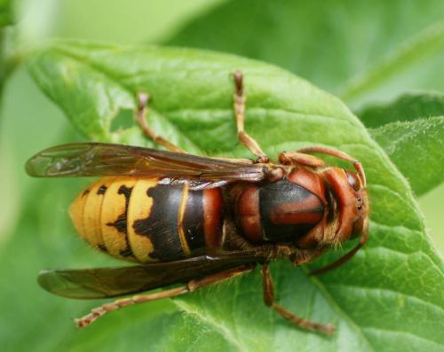 Réf. 85 587 : Vespa crabro