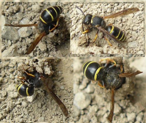 Réf. 85 560 : Odynerus sp.