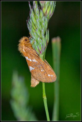 Réf. 85 805 : Phymatopus hecta