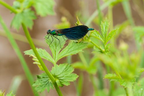 Calopteryx virgo