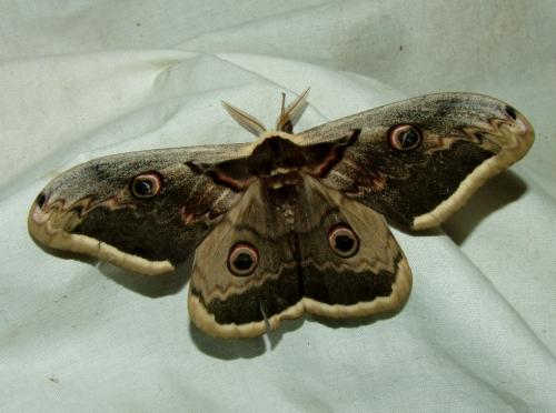 Réf. 85 554 : Saturnia pyri