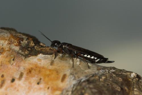 Xiphydria camelus