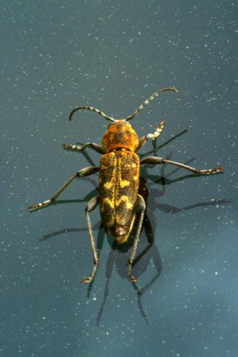 Xylotrechus rusticus