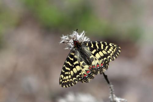Zerynthia polyxena