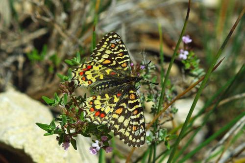 Zerynthia rumina