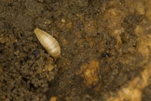 Réf. 85 944 : Atelura formicaria