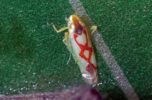 Zygina flammigera