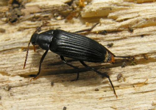 Réf. 85 260 : Melandrya barbata