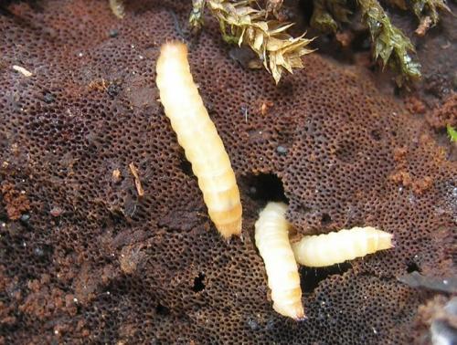 Mycetoma suturale
