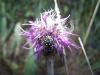 85542 – Photo : Yon Capdeville – France (33)