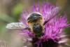 85893 – Photo : Christophe Germain – France (30)