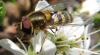 85673 – Photo : Elisabeth A. Harris – Royaume-Uni