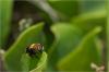 85725 – Photo : Jacques-Alexis Real – Martinique