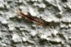 85271 – Photo : Nicolas Alric – France (12)