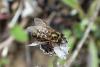85455 – Photo : Nicolas Alric – France (12)