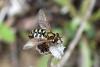 85456 – Photo : Nicolas Alric – France (12)