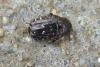 85457 – Photo : Nicolas Alric – France (12)