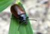 85341 – Photo : Nicolas Alric – France (12)