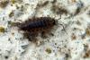 85030 – Photo : Nicolas Alric – France (12)